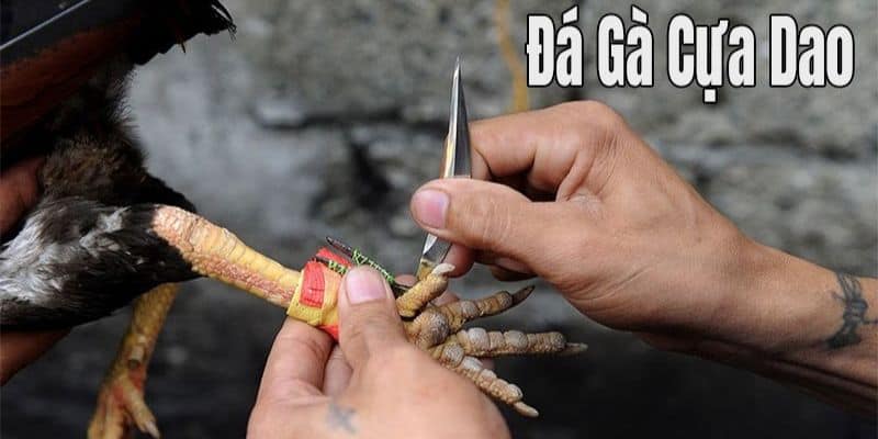 Đá gà cựa dao