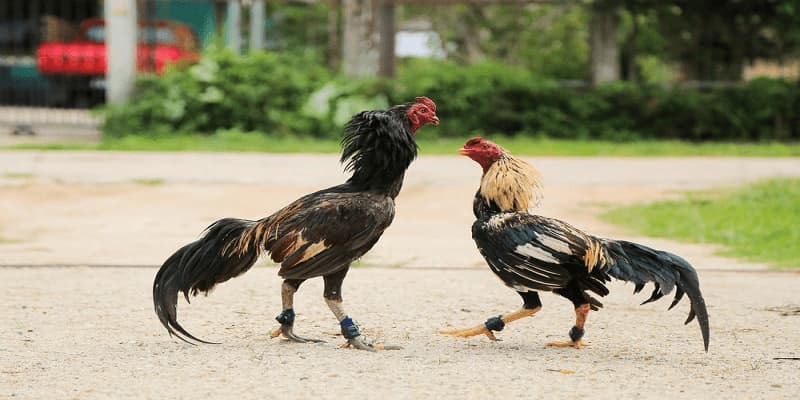 Kỹ thuật cắt tai giúp gà giảm thiểu chấn thương và nâng cao khả năng chiến đấu